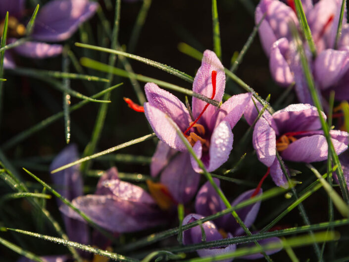 Saffron Harvest