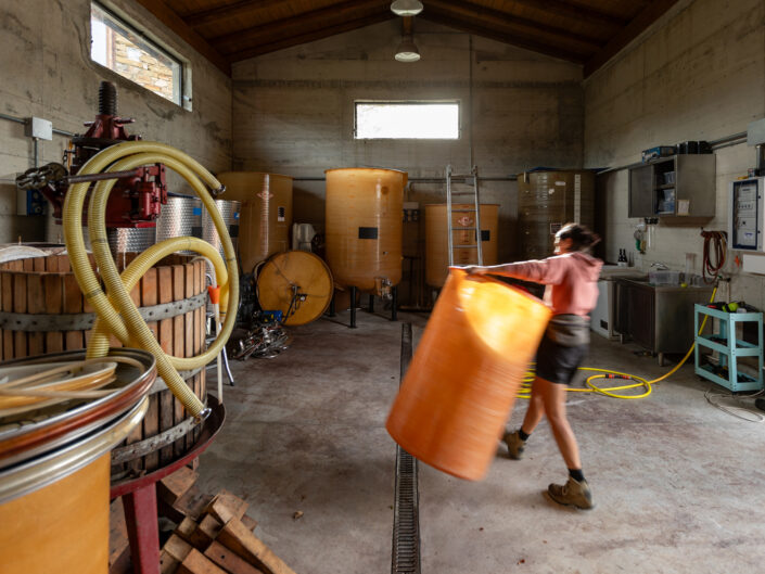 Wine Harvest | Cascina Barban